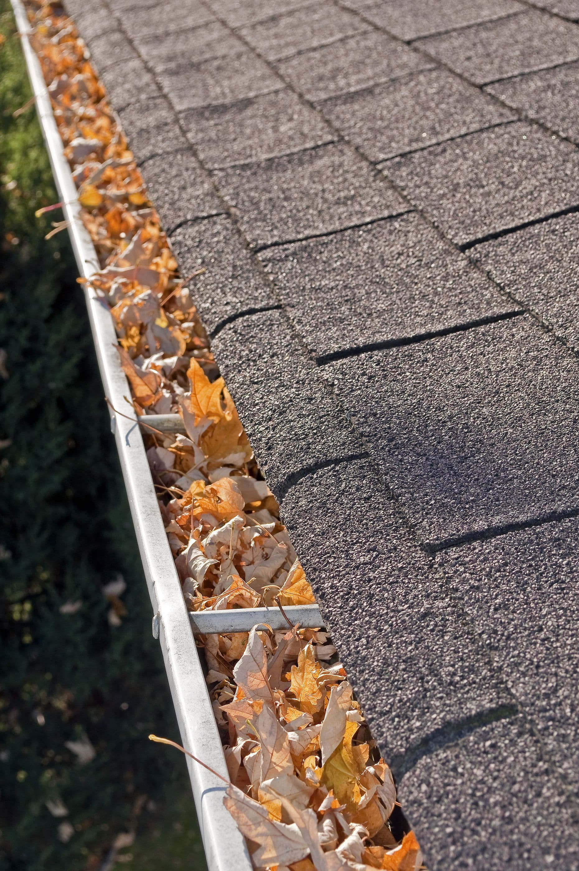Leaves in Rain Gutter